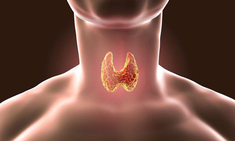 8 Top Symptoms of Having Hyperthyroidism