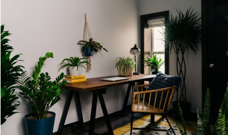 pothos in office