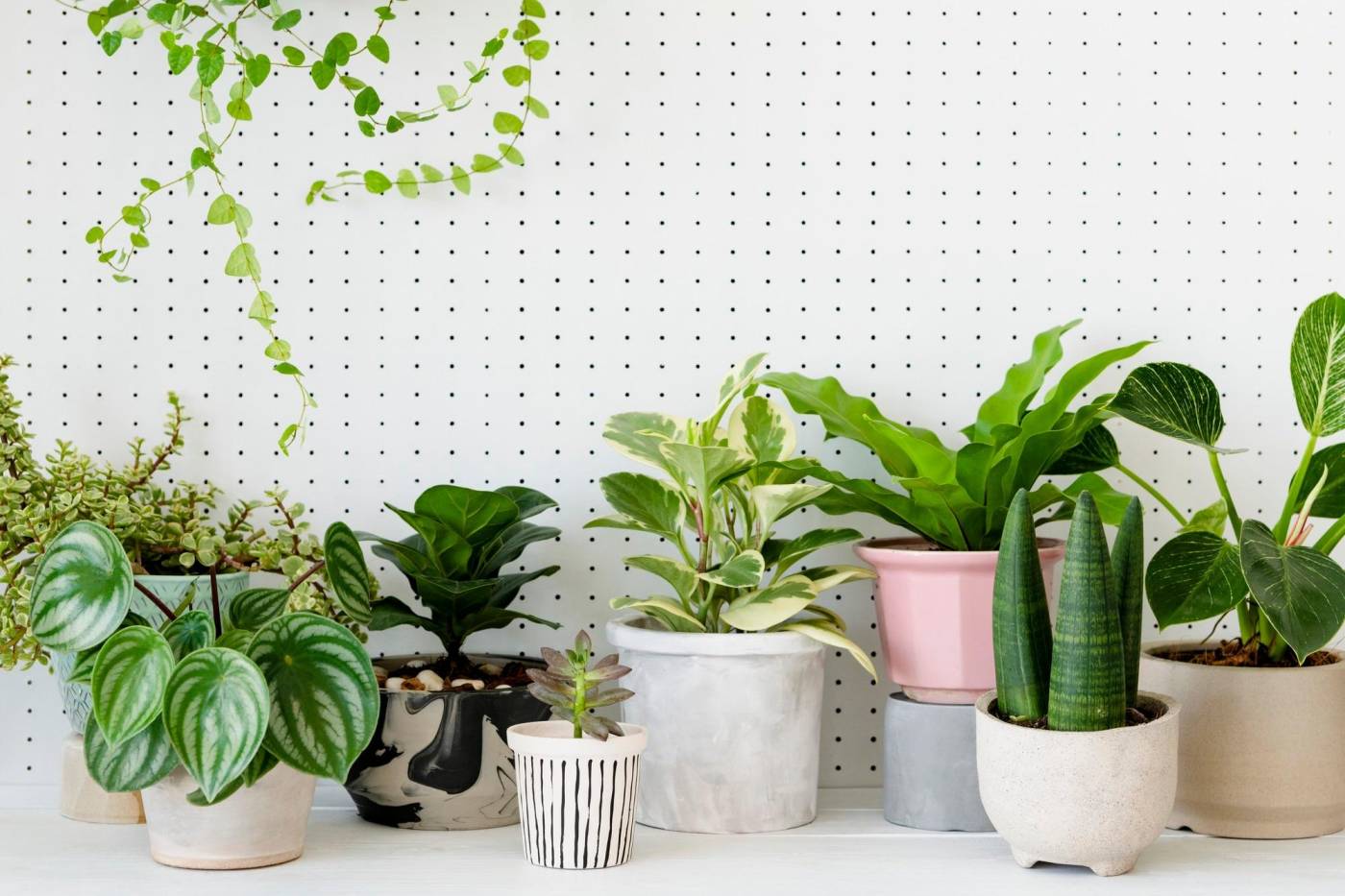 Affordable Ways to Improve Your Home’s Air Quality and Breathe Better