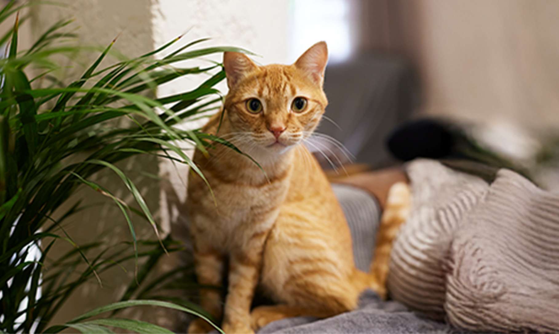 Common Cat Care Mistakes Even Experienced Pet Owners Make